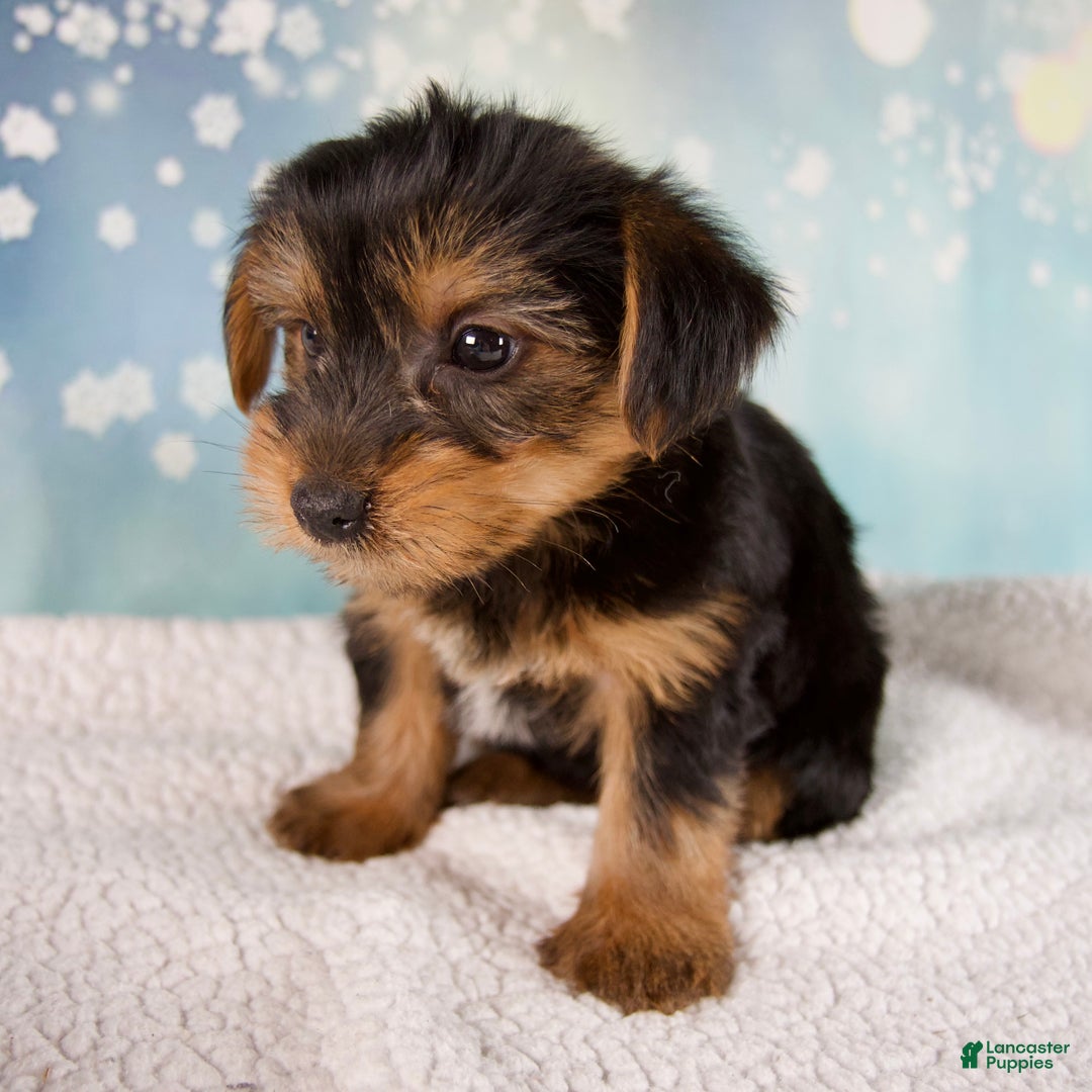 Morkie dogs for sale: Bentley - Ad 3