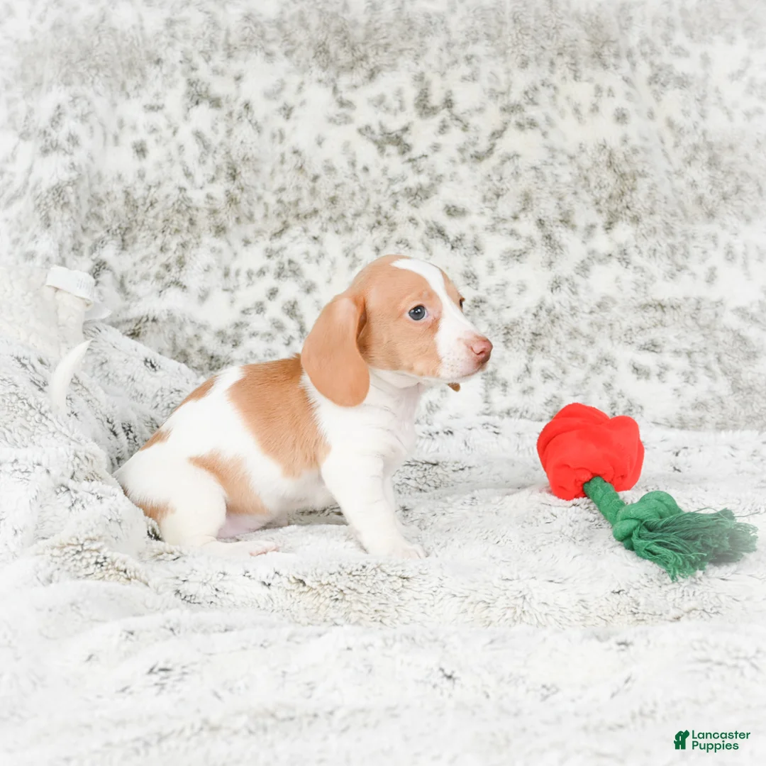 Miniature Dachshund dogs for sale: Chloe - Ad 13