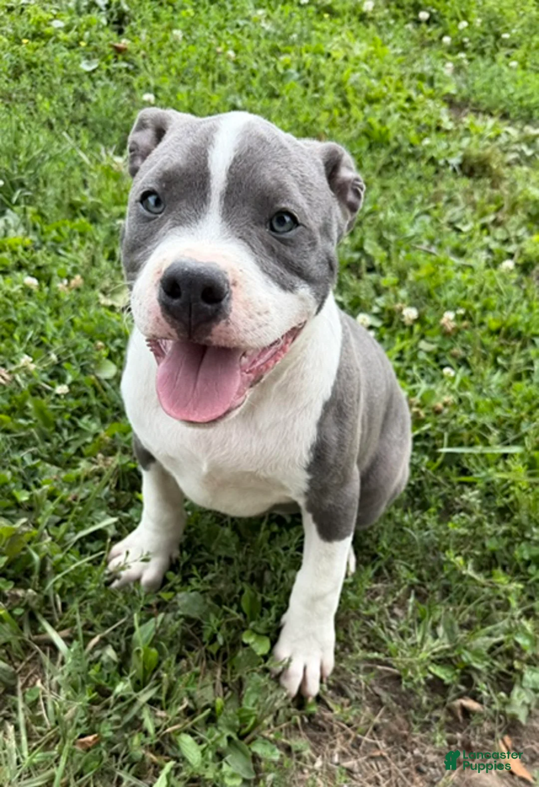 American Bully dogs for sale: Doobie - Ad 1