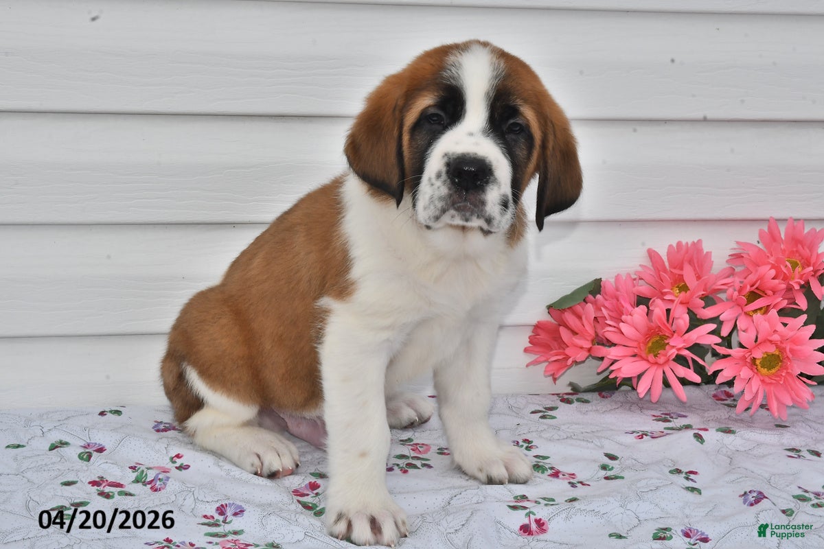 Saint Bernard dogs Bandit - Ad 2