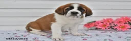 Saint Bernard dogs for sale: Bandit - Ad 2