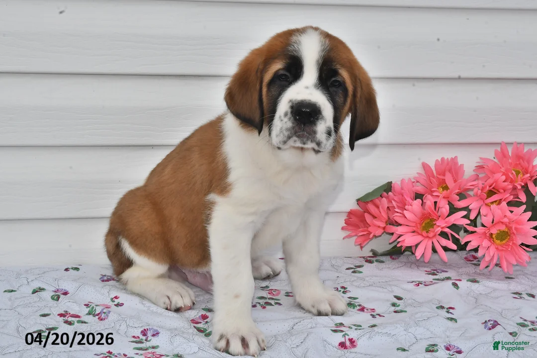 Saint Bernard dogs for sale: Bandit - Ad 2
