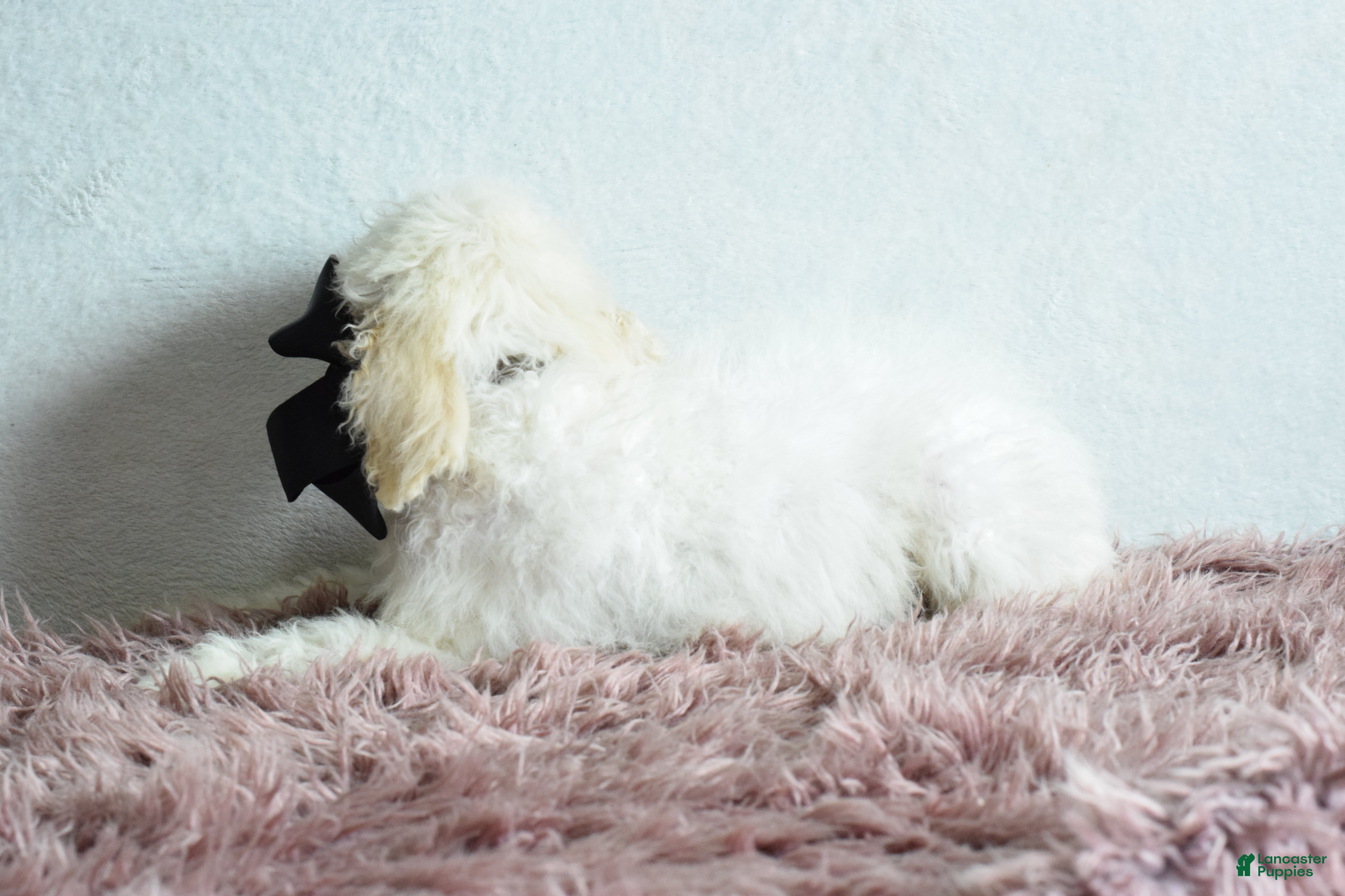 Goldendoodle dogs Goldendoodle Puppy 5 - Ad 2