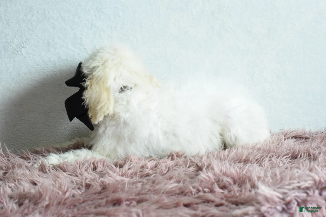 Goldendoodle dogs for sale: Goldendoodle Puppy 5 - Ad 2