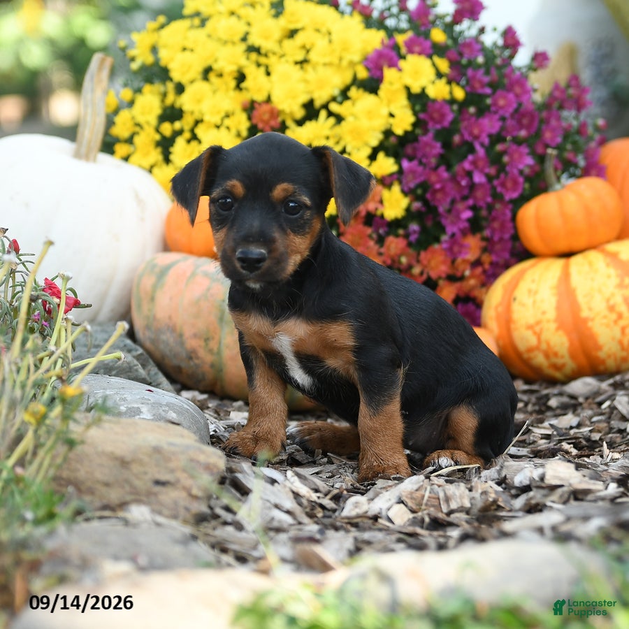 Mixed Breed dogs Betrice - Ad 1