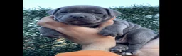 French Bulldog dogs for sale: French Bulldog Puppy 4 - Ad 1