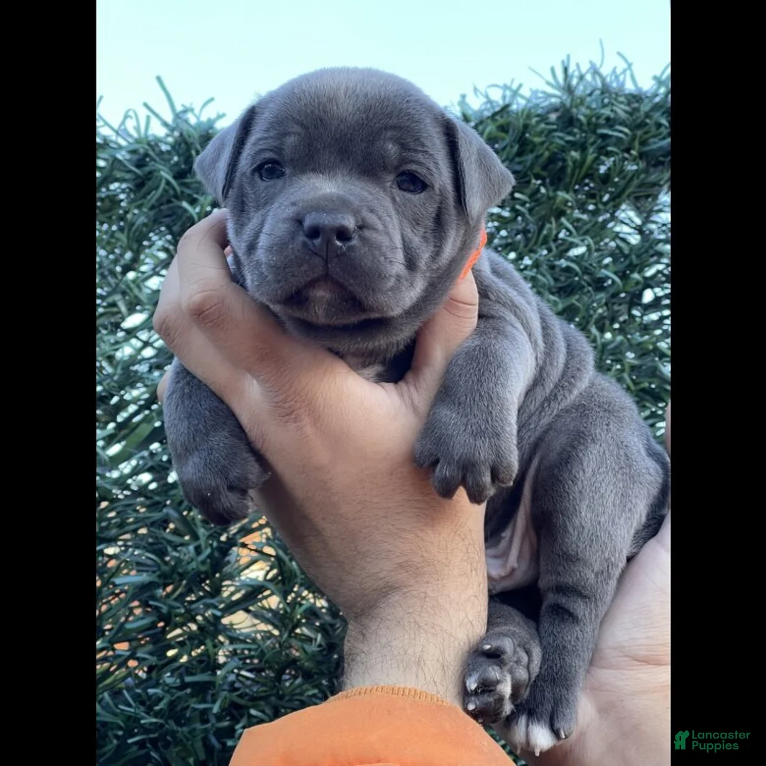 French Bulldog dogs for sale: French Bulldog Puppy 4 - Ad 1
