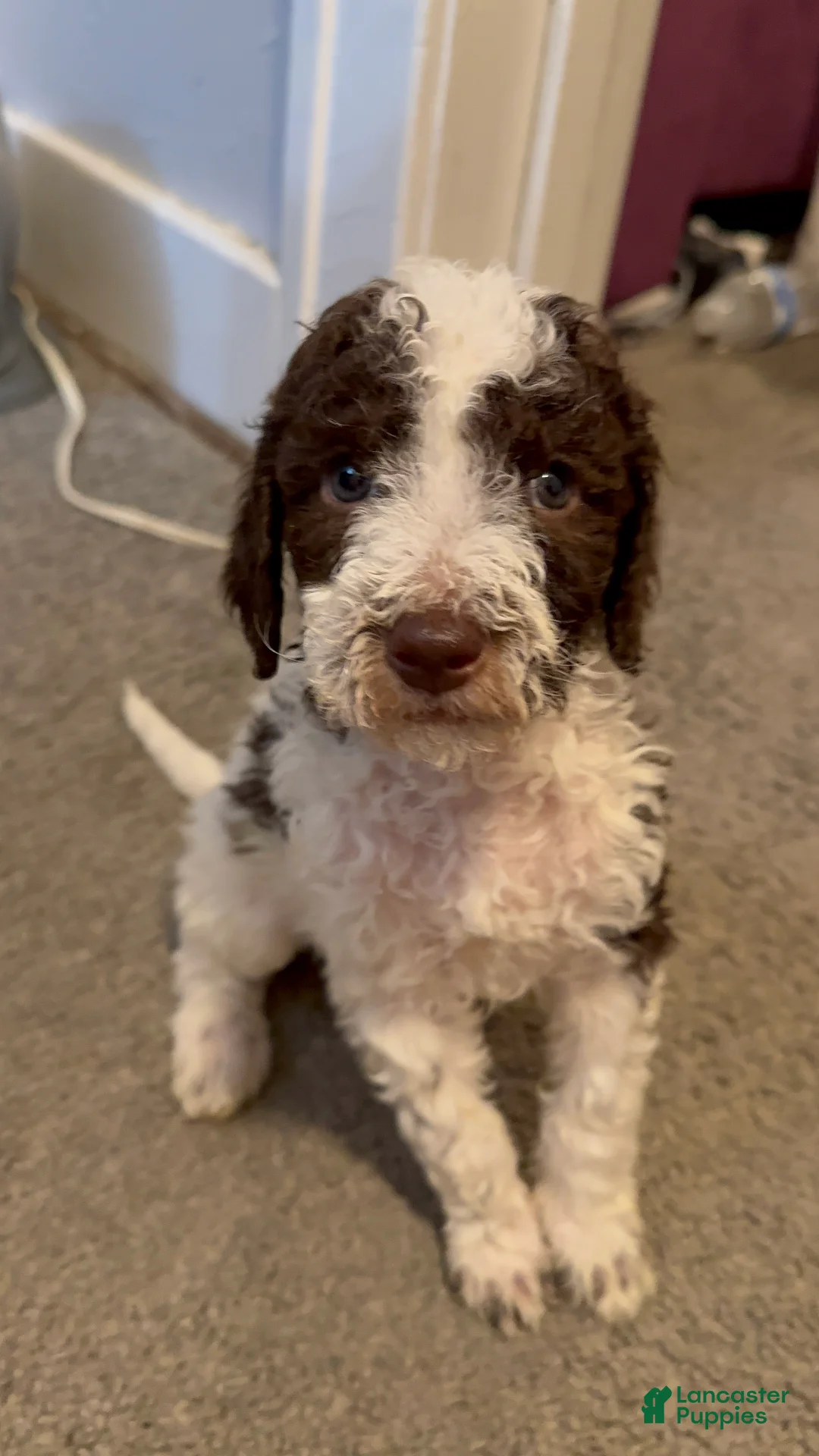 Mini Bernedoodle dogs for sale: Mini Bernedoodle Puppy 6 - Ad 1