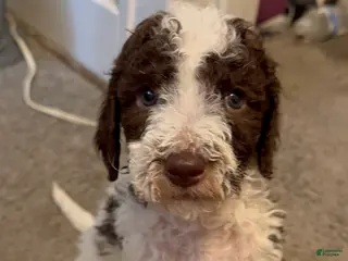 Mini Bernedoodle dogs Mini Bernedoodle Puppy 6 - Ad 13