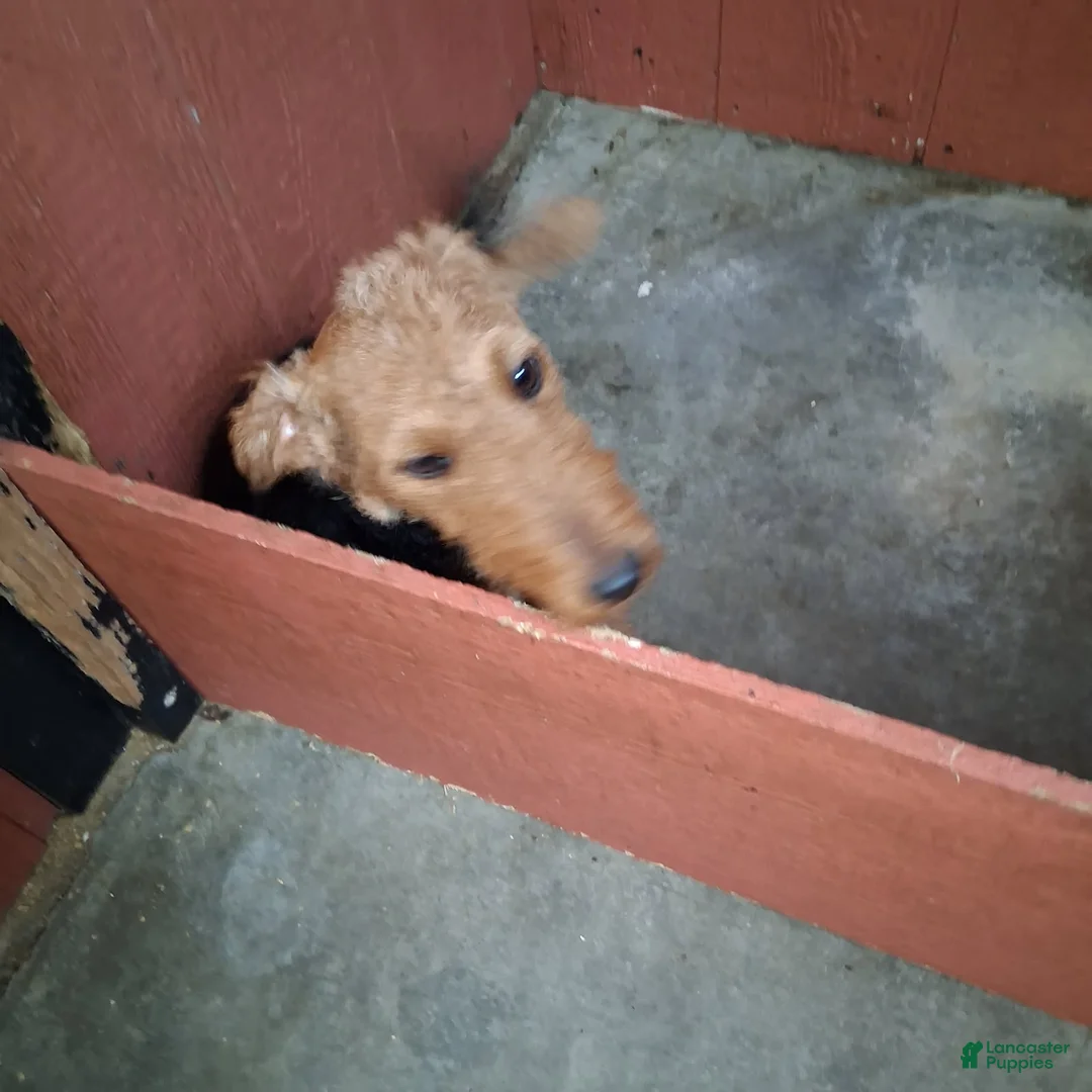 Welsh Terrier dogs for sale: Megan - Ad 2