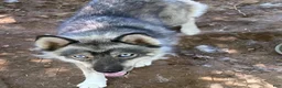 Siberian Husky dogs for sale: Siberian Husky 2 - Ad 3