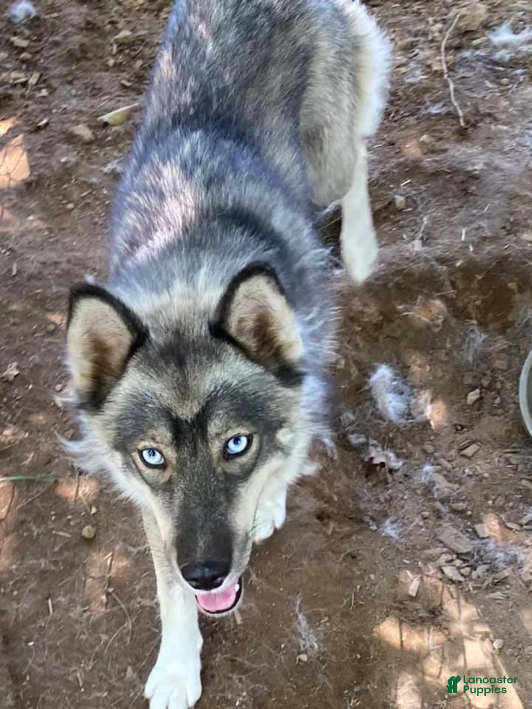 Siberian Husky dogs for sale: Siberian Husky 2 - Ad 3