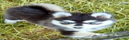 Pomsky dogs for sale: Roxanne - Ad 7