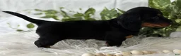 Miniature Dachshund dogs for sale: Sugar Gal Miniature Dachshund  - Ad 3