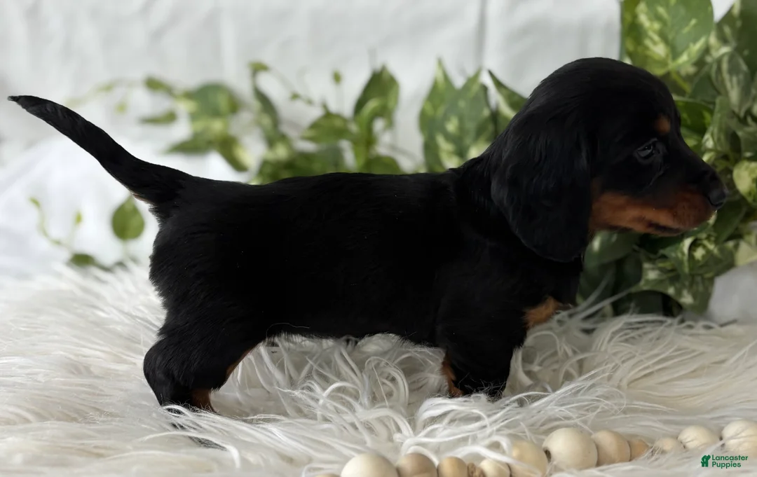 Miniature Dachshund dogs for sale: Sugar Gal Miniature Dachshund  - Ad 3