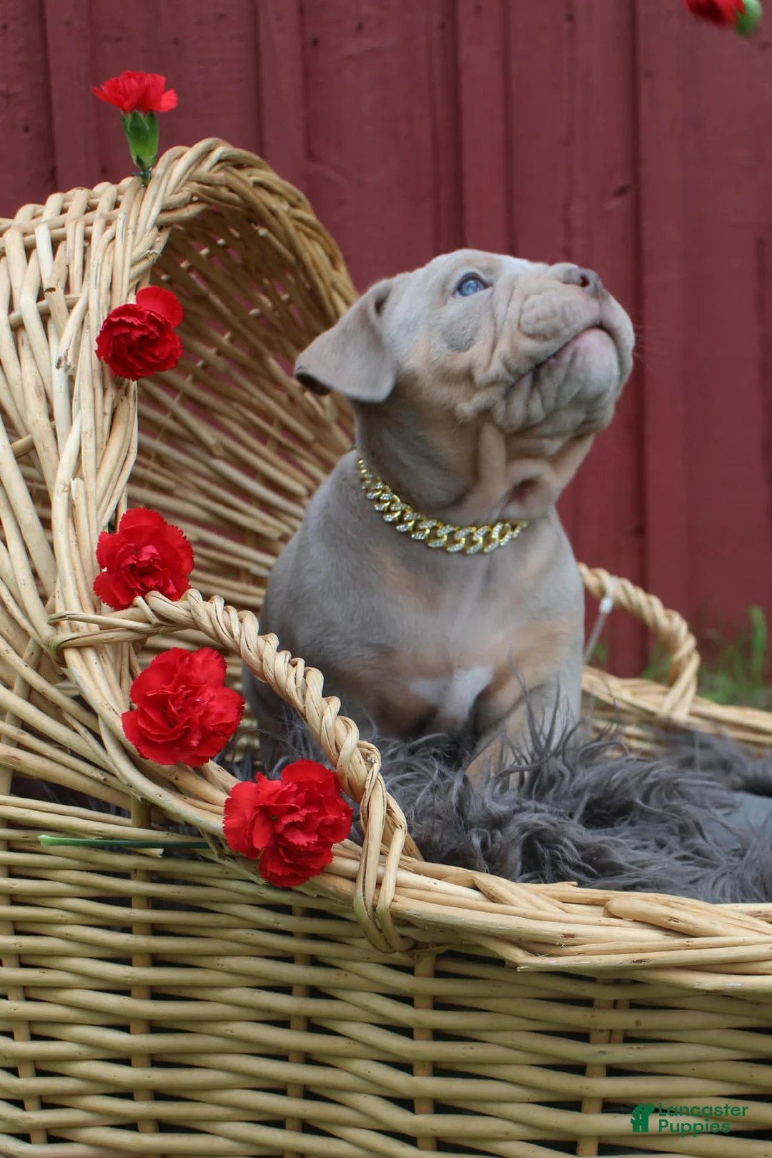 American Bully dogs for sale: Diesel - Ad 1