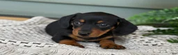Miniature Dachshund dogs for sale: Lily - Ad 10