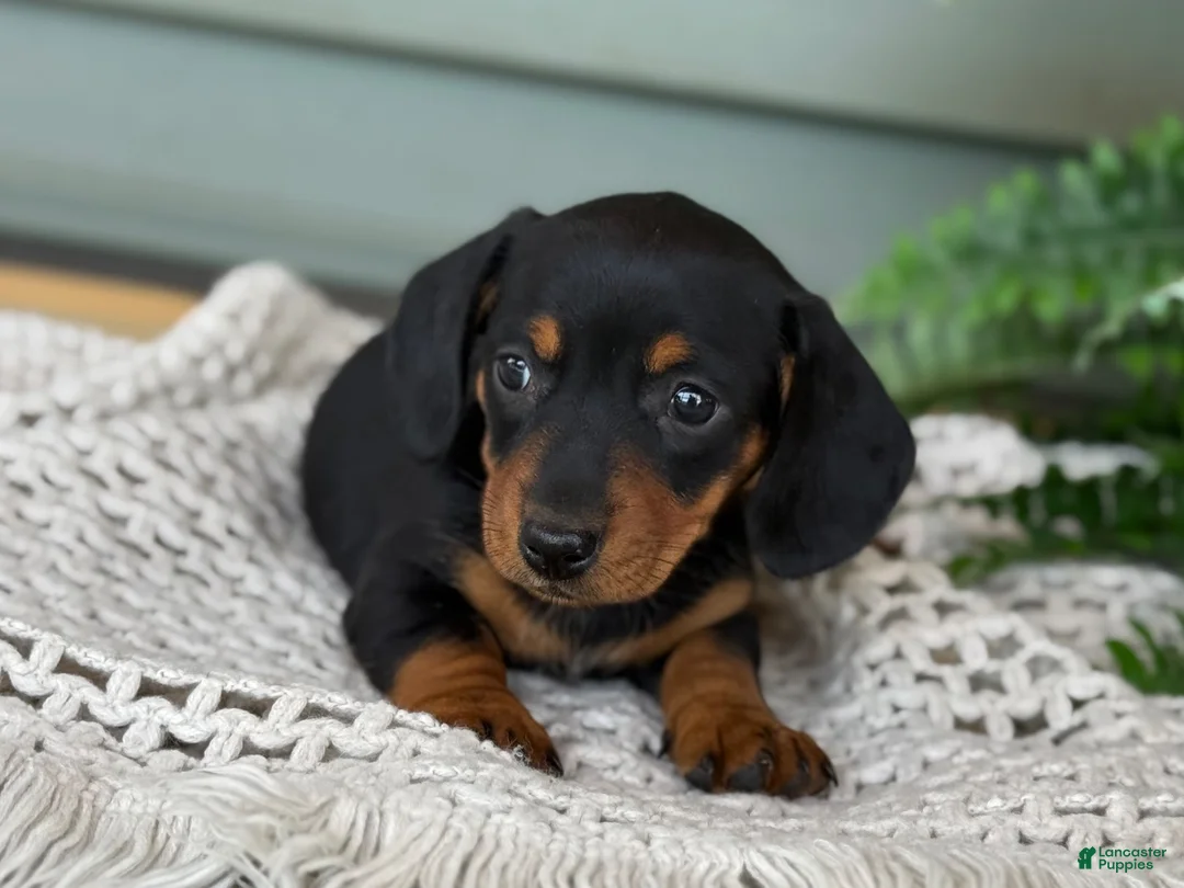 Miniature Dachshund dogs for sale: Lily - Ad 10