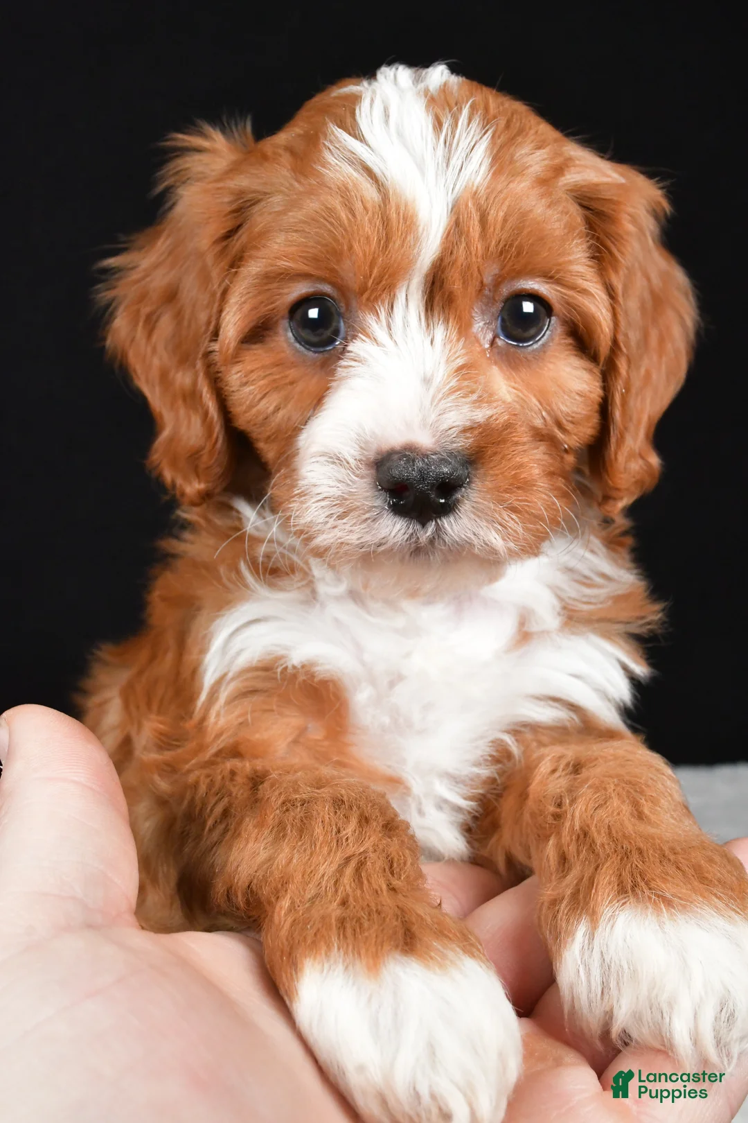Cavapoo dogs for sale: Kevin - Ad 3