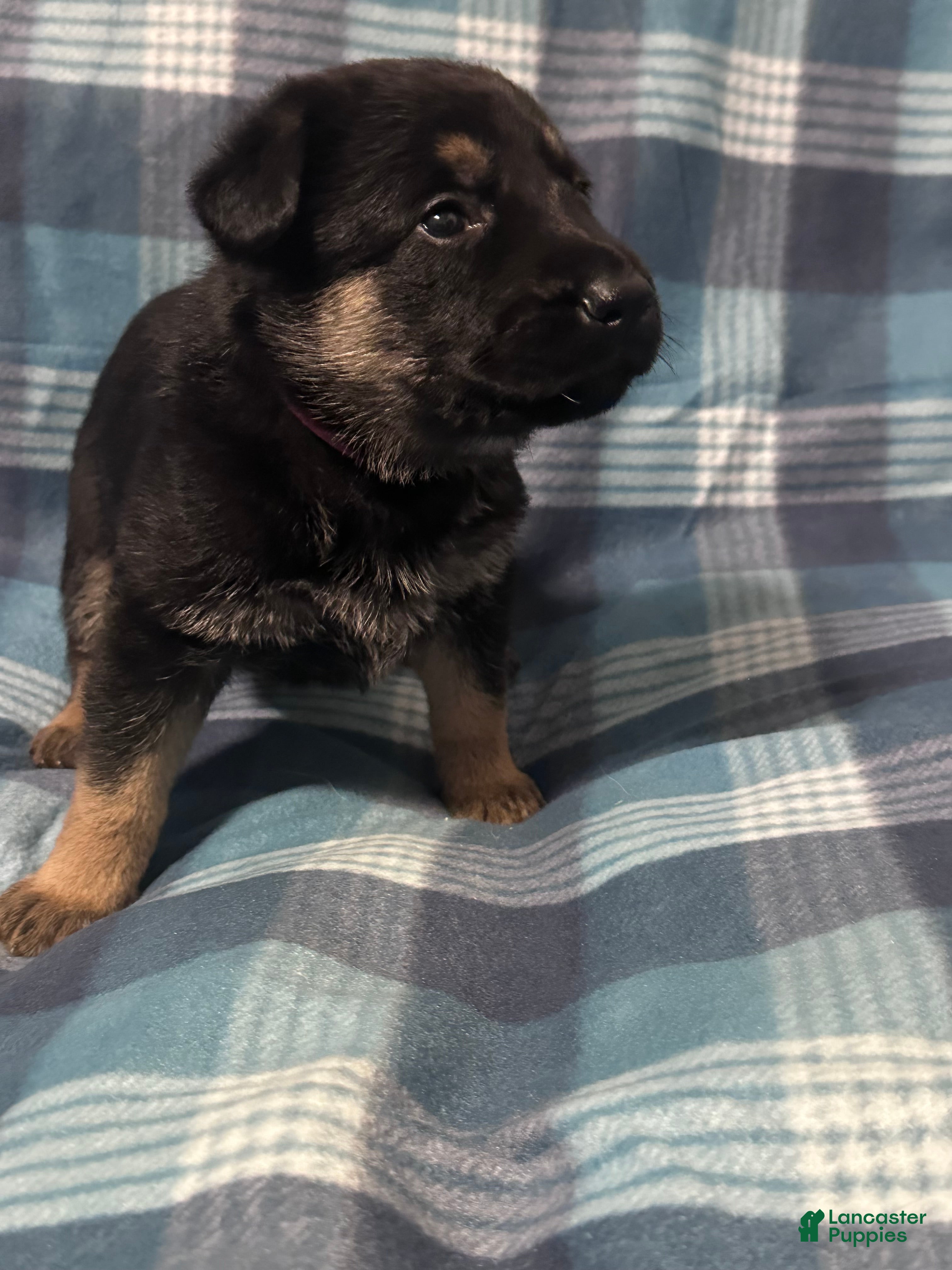 German Shepherd dogs Gabby - Ad 35