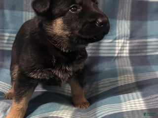 German Shepherd dogs Gabby - Ad 35