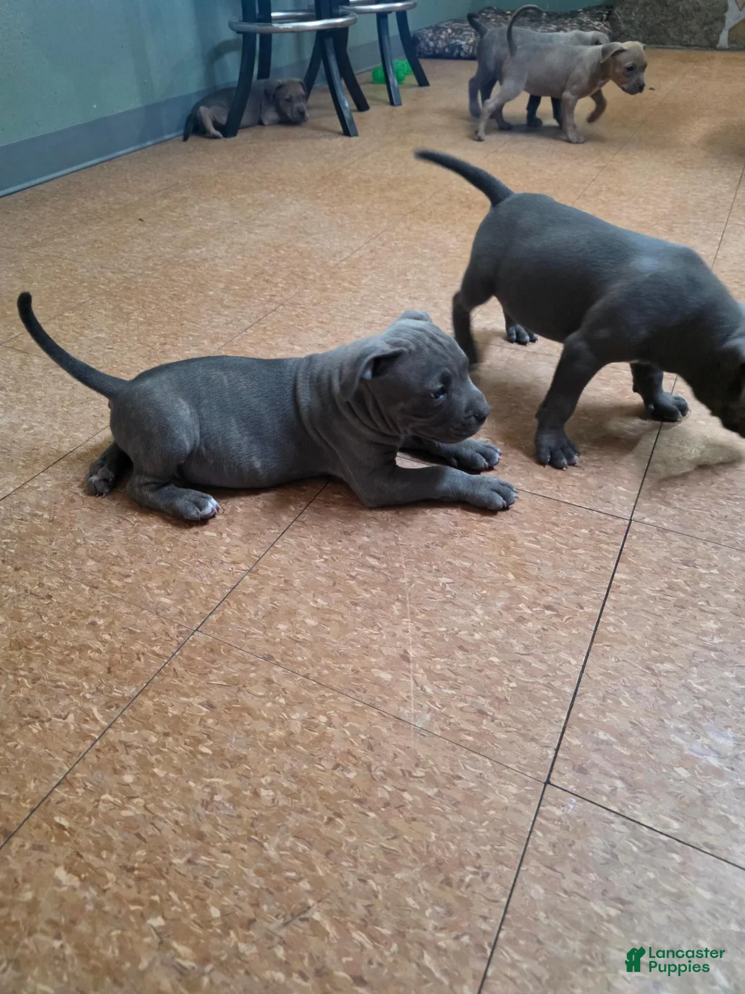 American Bully dogs for sale: American Bully 8 - Ad 6