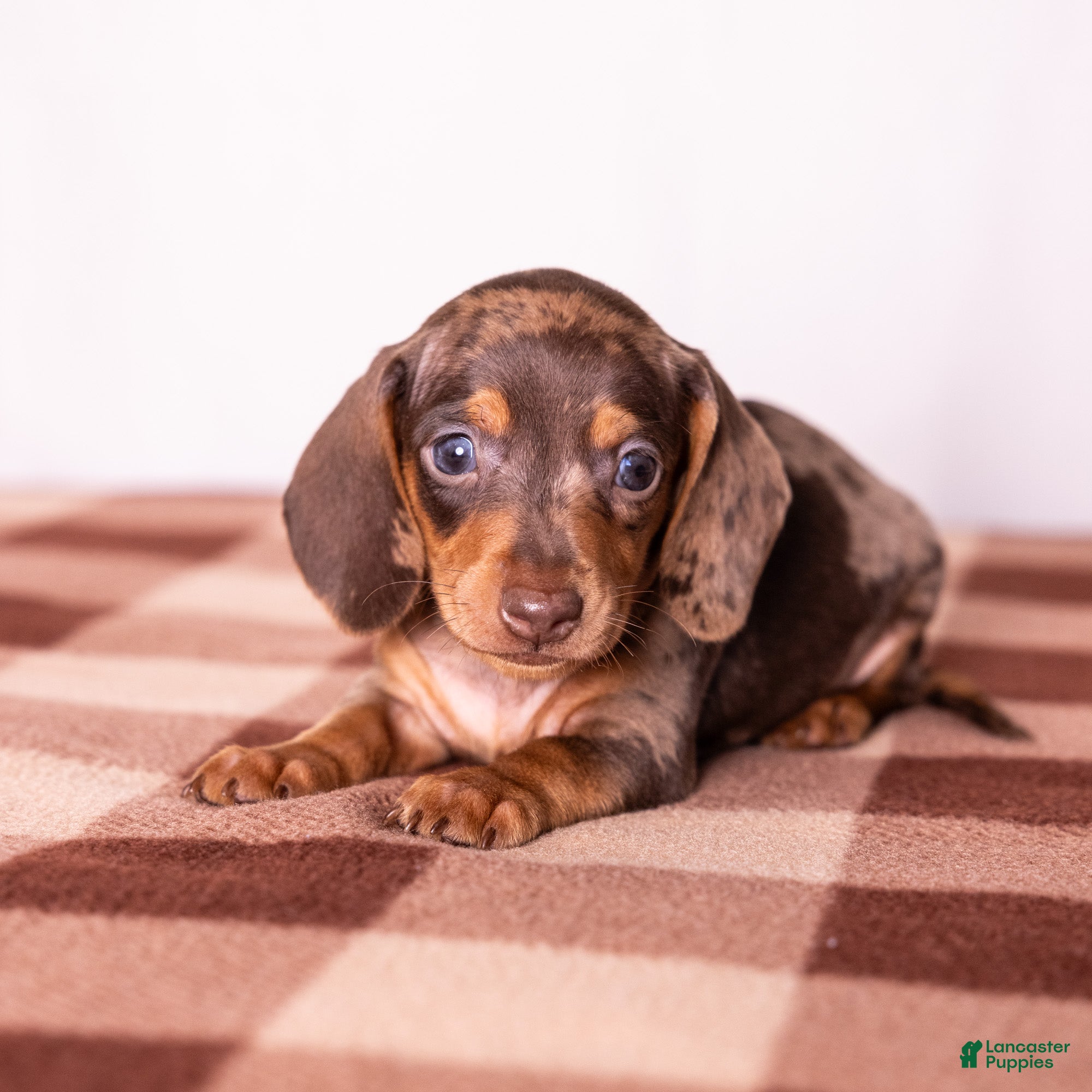 Miniature Dachshund dogs Canyon - Ad 1