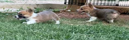 Welsh Corgi Pembroke dogs for sale: Full AKC - Ad 12