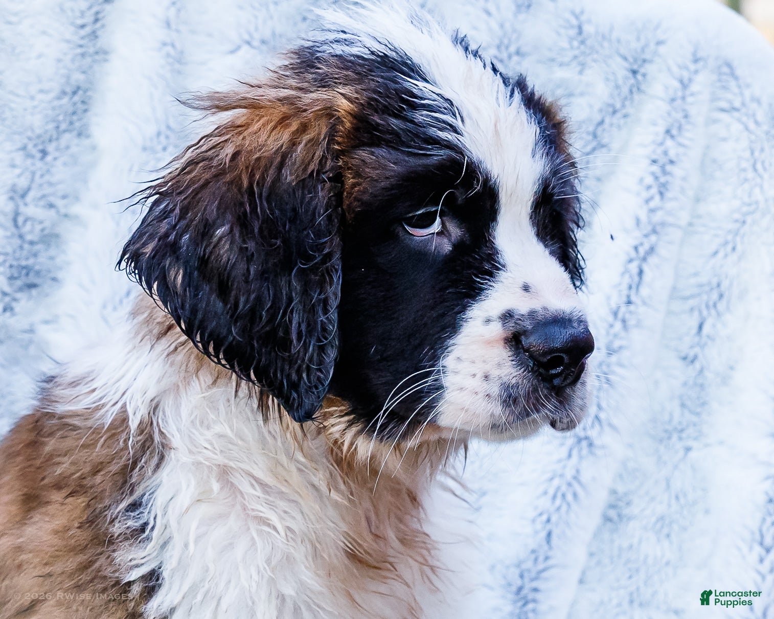 Saint Bernard dogs Jody - Ad 2