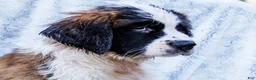 Saint Bernard dogs for sale: Jody - Ad 2