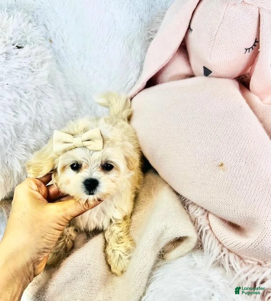 Miniature Poodle dogs for sale: Miniature Poodle Puppy 2 - Ad 2