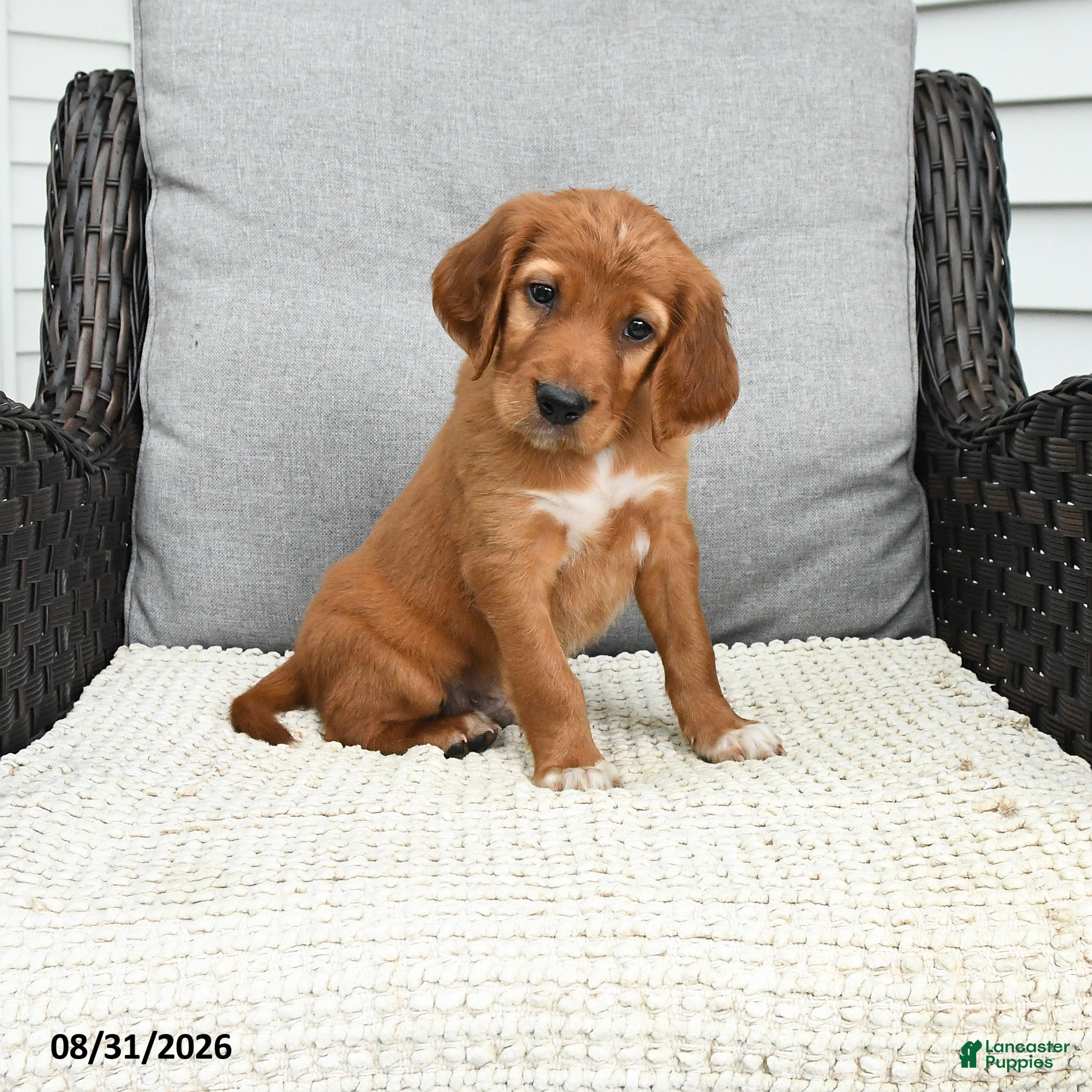 Mixed Breed dogs Teddy - Ad 1