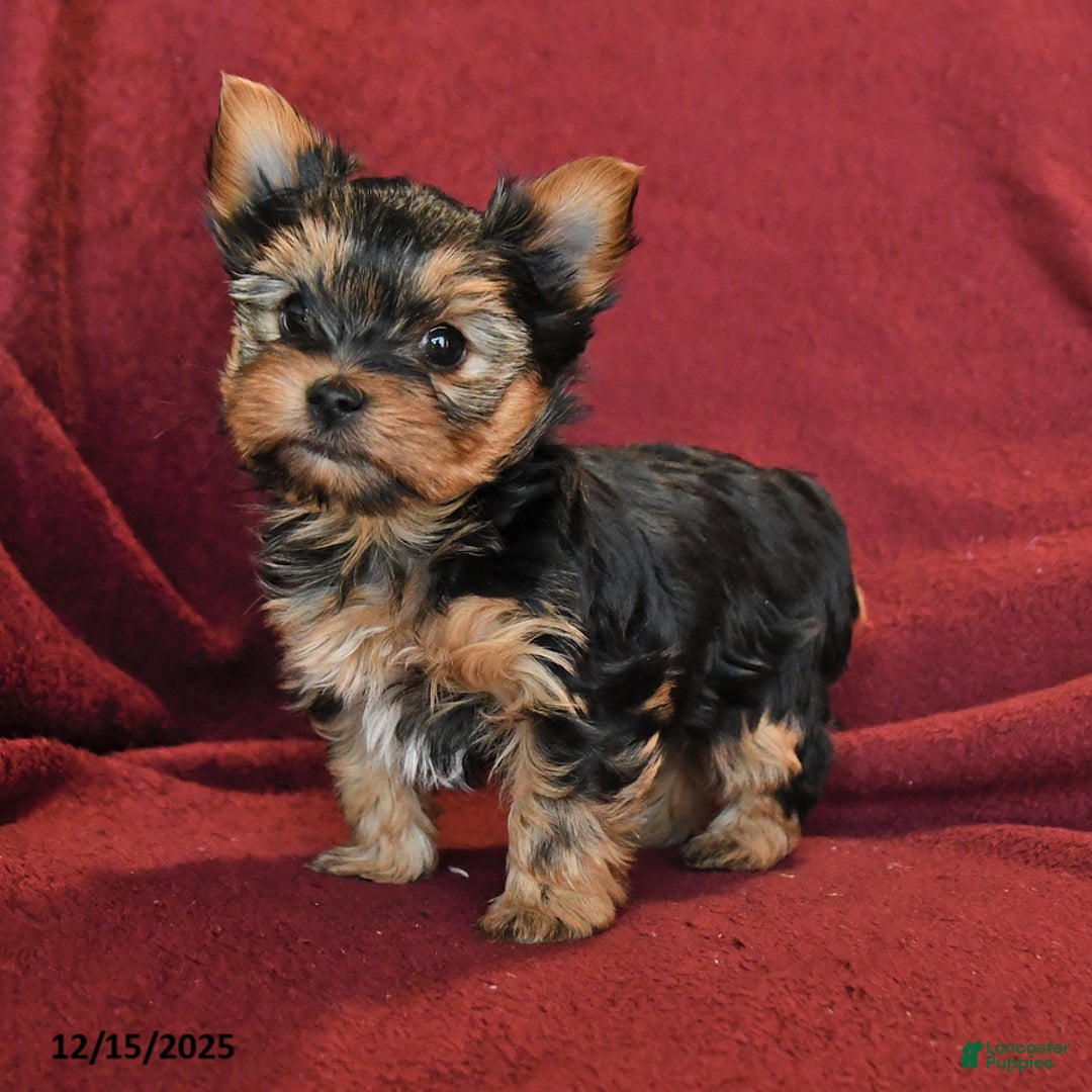 Yorkshire Terrier dogs for sale: Jonny - Ad 3