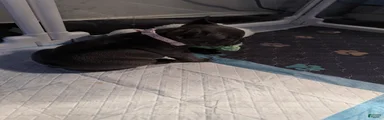 French Bulldog 1