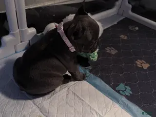 French Bulldog dogs for sale: French Bulldog 1 - Ad 2