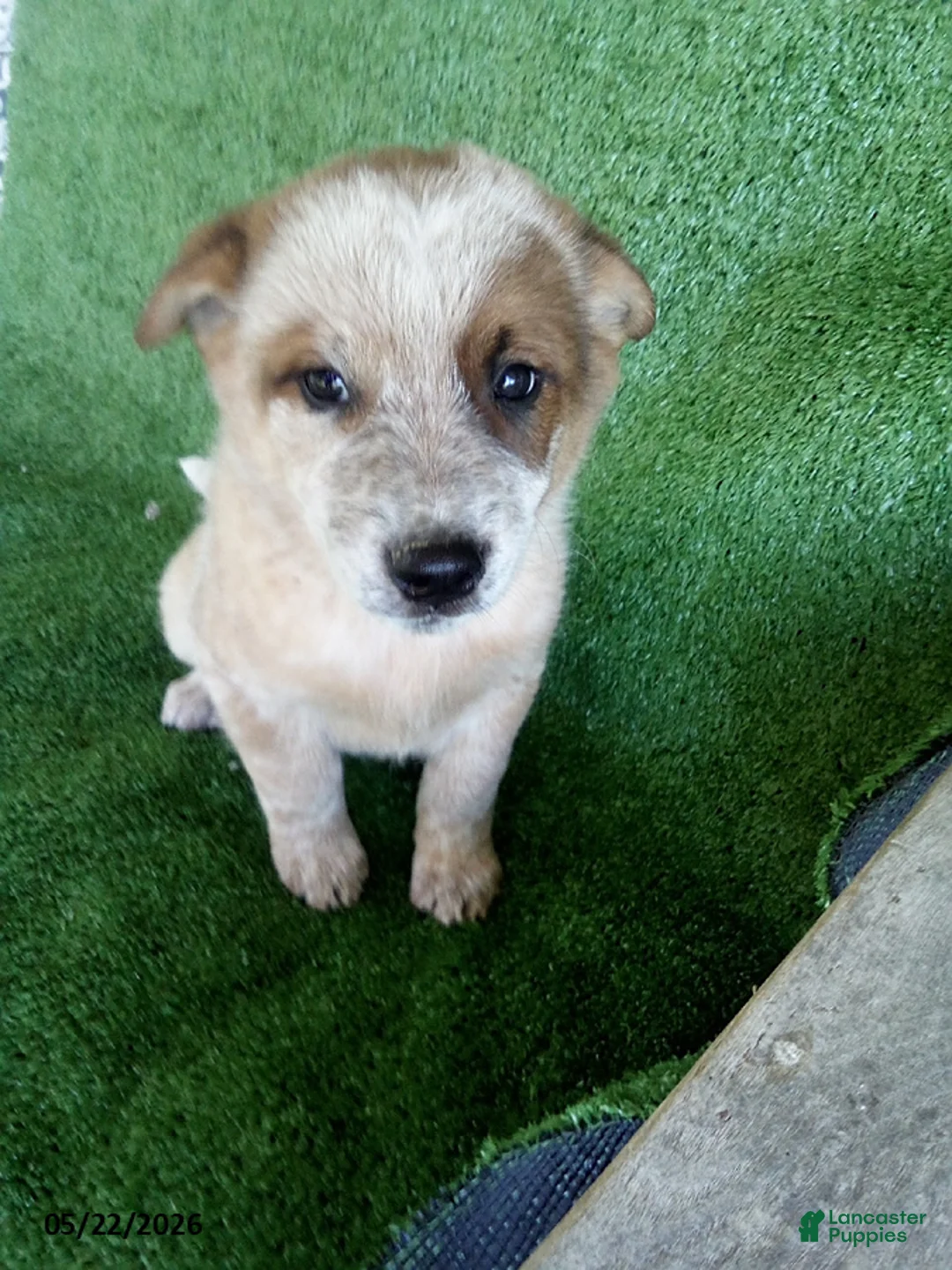Australian Cattle Dog dogs for sale: Lucky - Ad 1