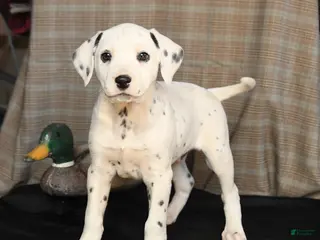 Dalmatian dogs for sale: Domino - Ad 4