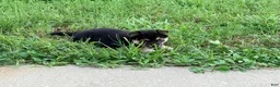 Shiba Inu dogs for sale: Shiba Inu 4 - Ad 6