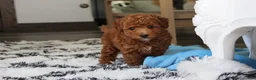 Bichpoo dogs for sale: Jenson - Ad 6