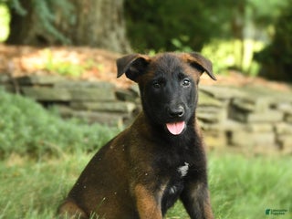 Belgian Malinois dogs - Ad 28
