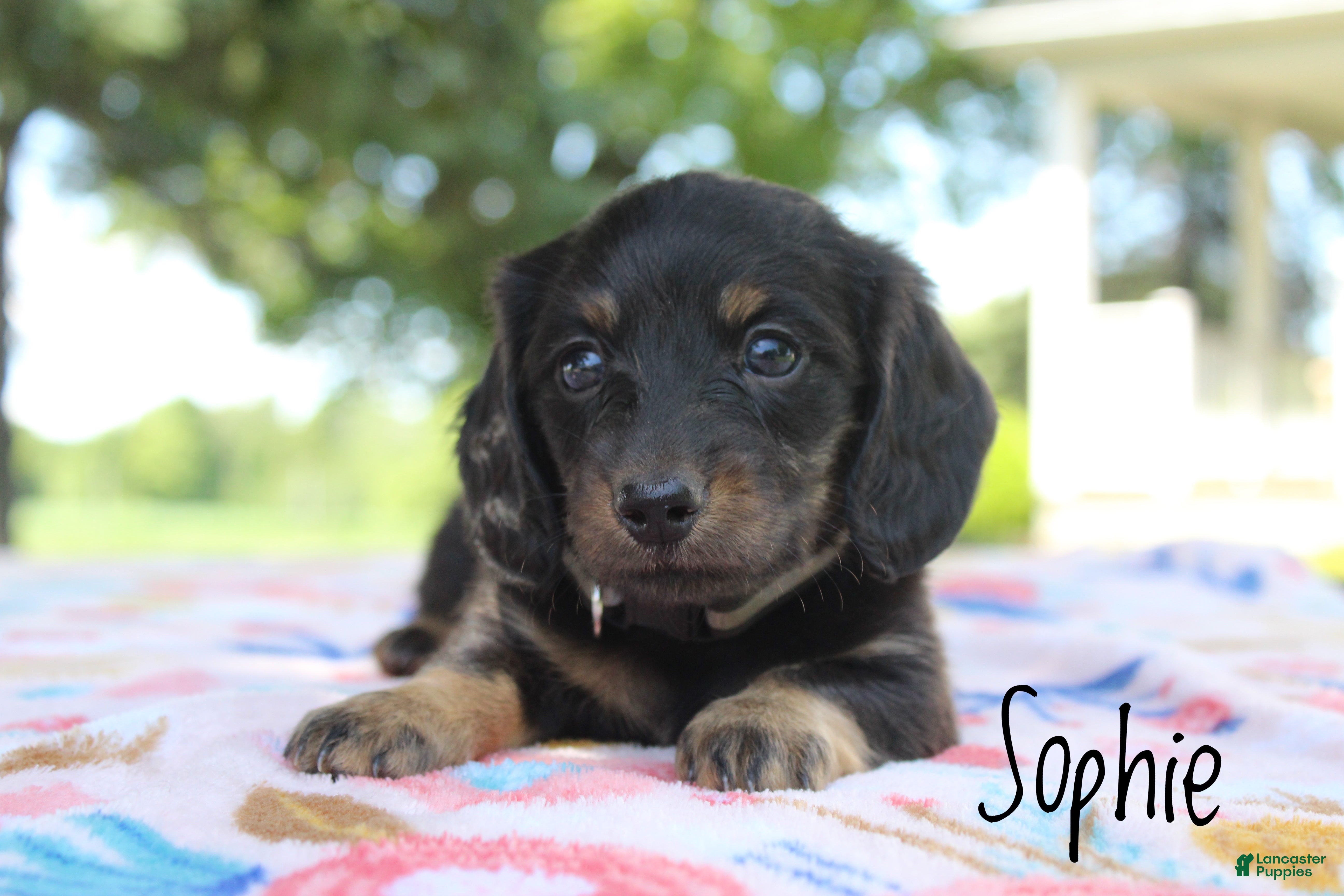Miniature Dachshund dogs Sophie - Ad 2