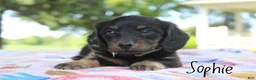 Miniature Dachshund dogs for sale: Sophie - Ad 5