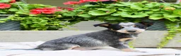 Australian Cattle Dog dogs for sale: Chloe - Ad 5