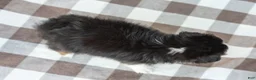 Australian Shepherd dogs for sale: Raine - Ad 7