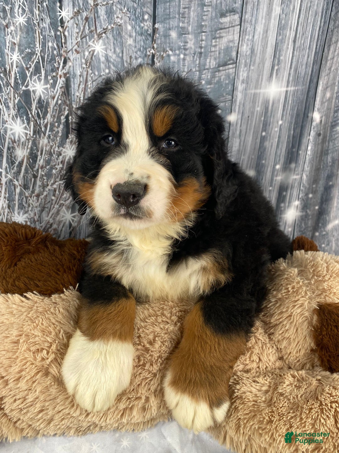 Bernese Mountain Dog dogs for sale: Cash - Ad 9