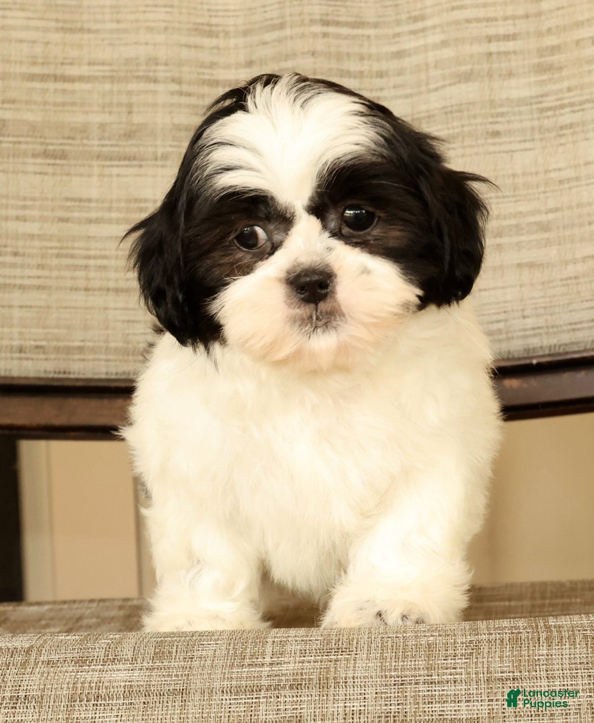 Malshi dogs for sale: Maggie - Ad 8
