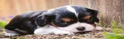 Cavalier King Charles Spaniel dogs for sale: Davy - Ad 2