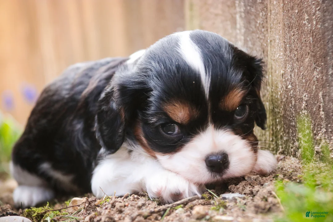 Cavalier King Charles Spaniel dogs for sale: Davy - Ad 2