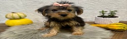 Yorkshire Terrier dogs for sale: Tarza - Ad 4