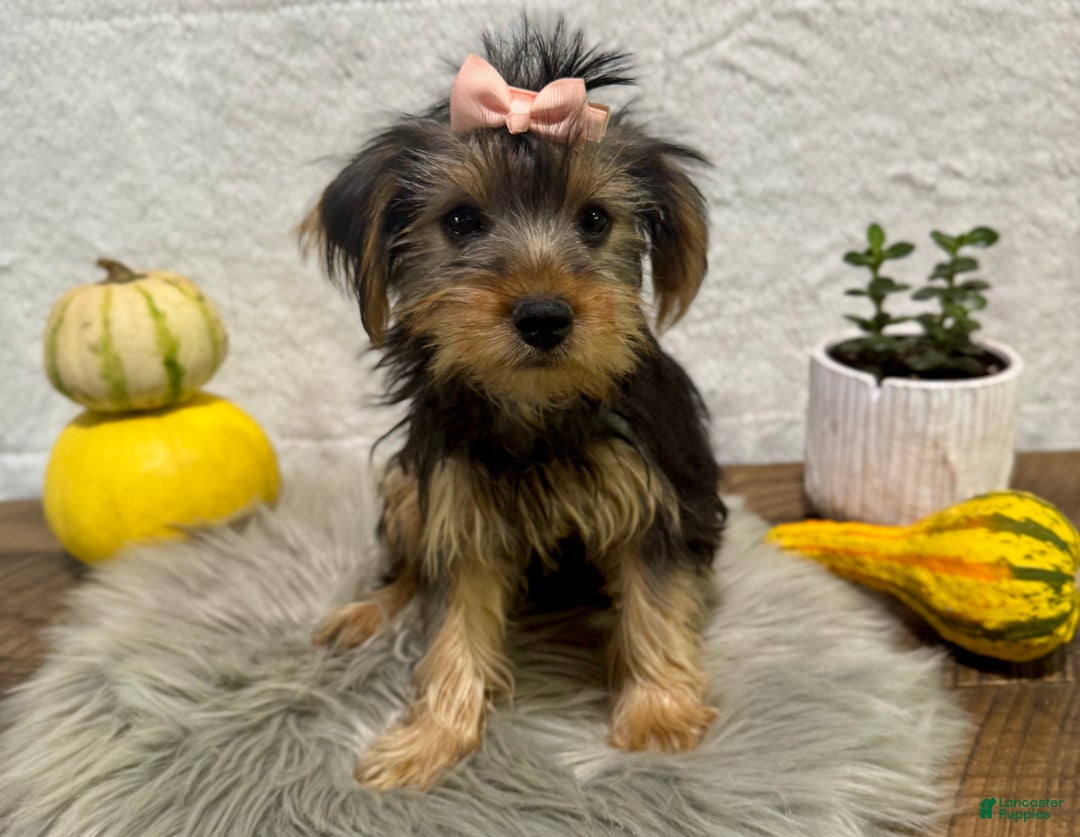 Yorkshire Terrier dogs for sale: Tarza - Ad 4